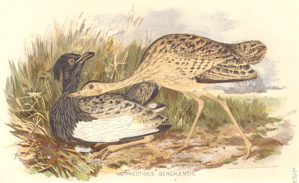 INDIAN GAME BIRDS. The Florican (Sypheotides Bengalensis). FINN 1915 old print